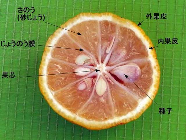 柚子の種類と特徴 柚子の効能とレシピ